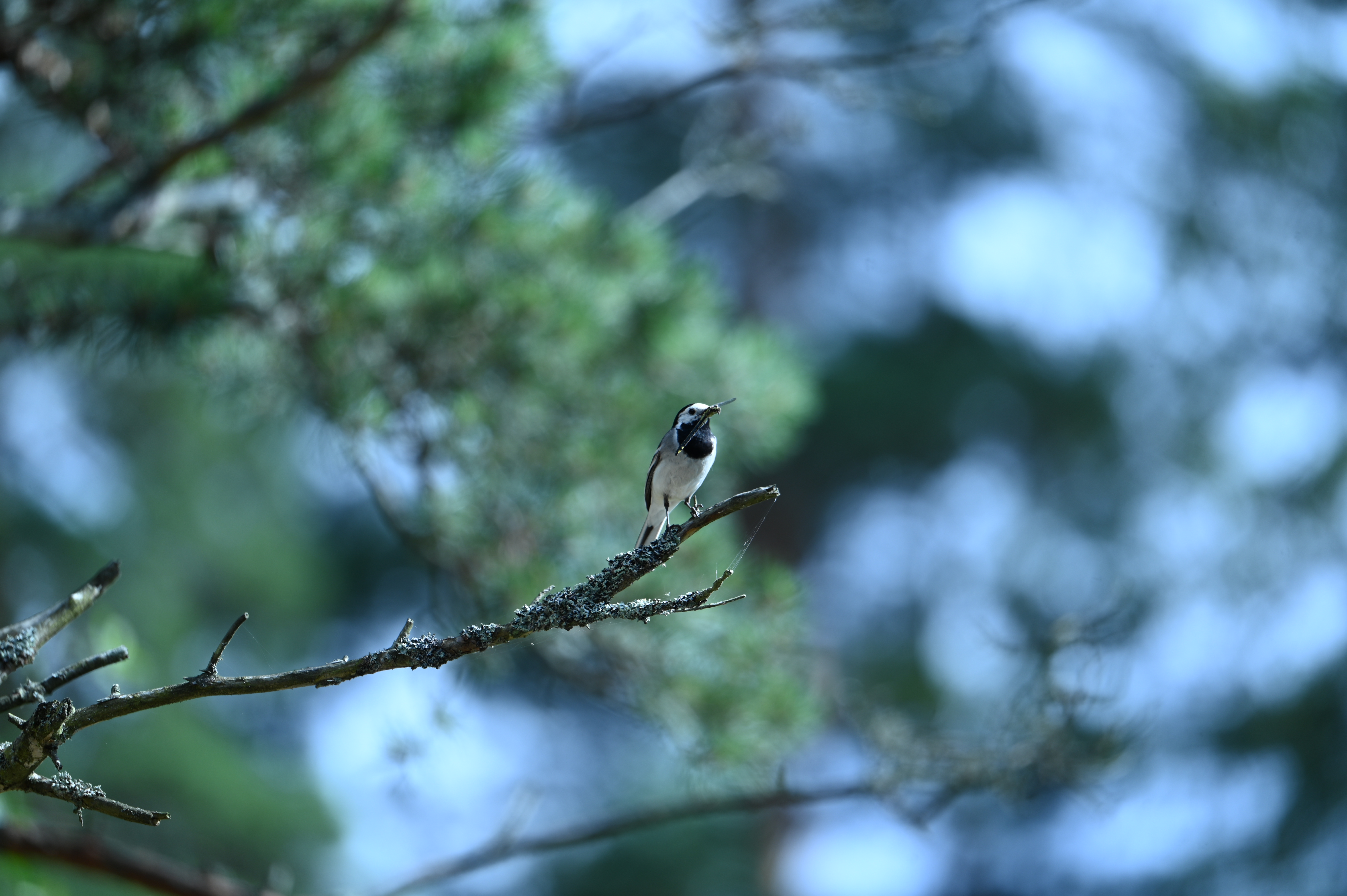 2025/07/09-14 - trip/DSC_0454.JPG